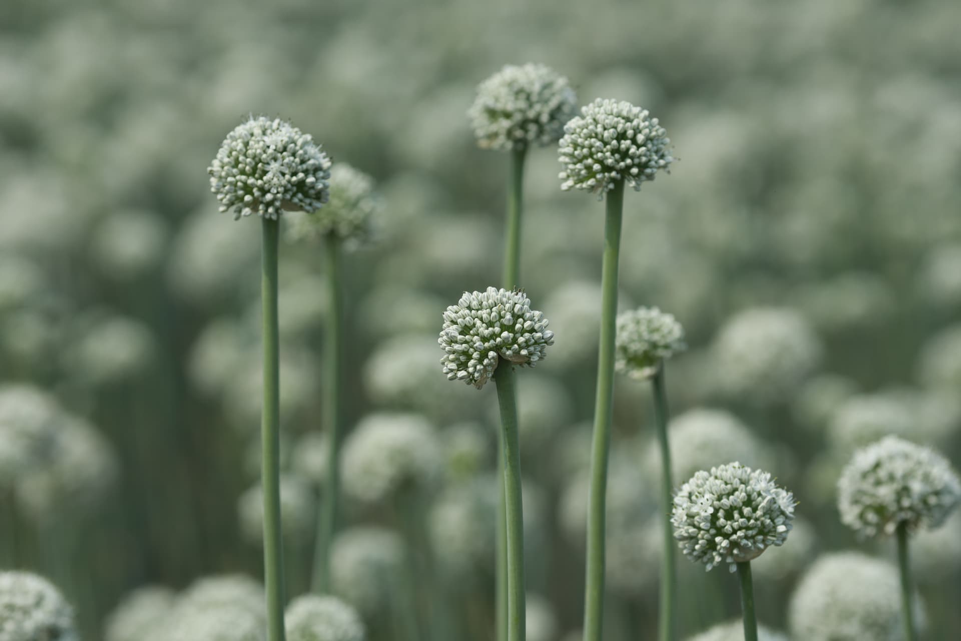 Close-up of white onion seed flower heads blooming in the field