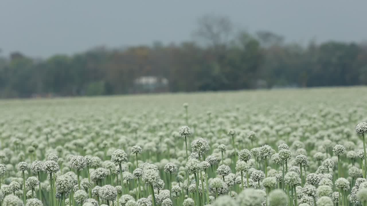 Video of onion seed production