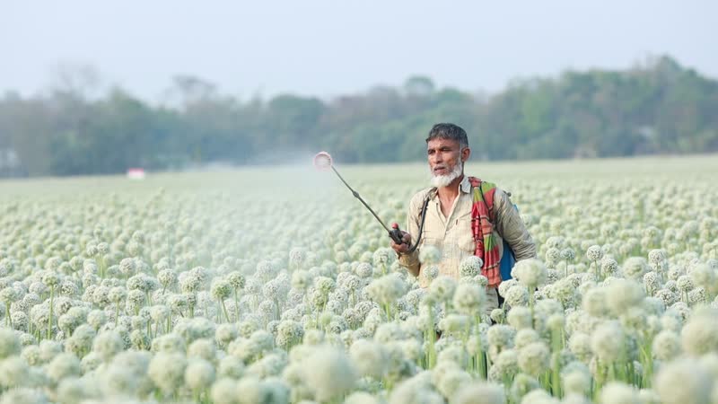Video from the onion seed field