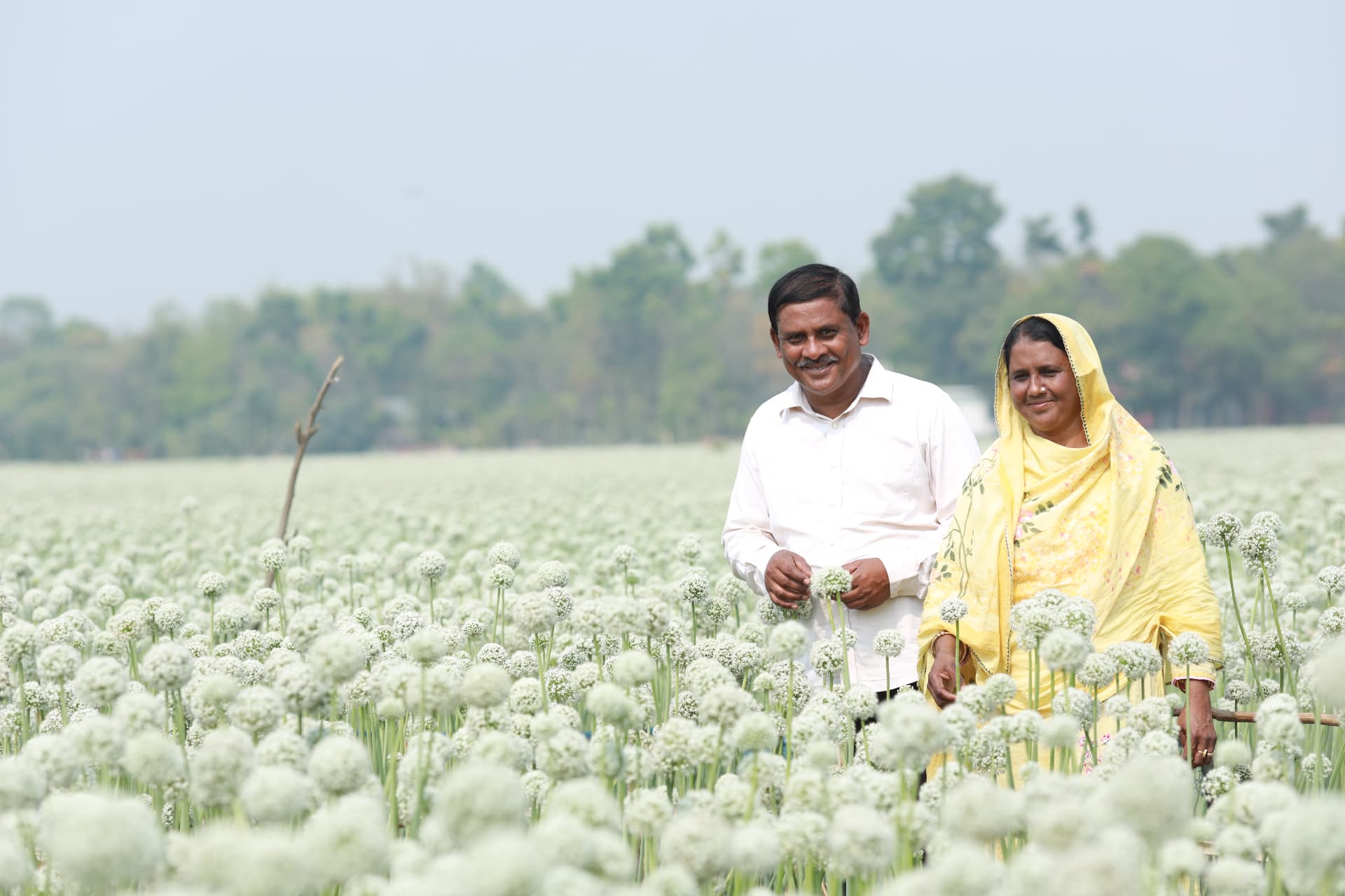 Farmers standing in an onion seed field in Bangladesh