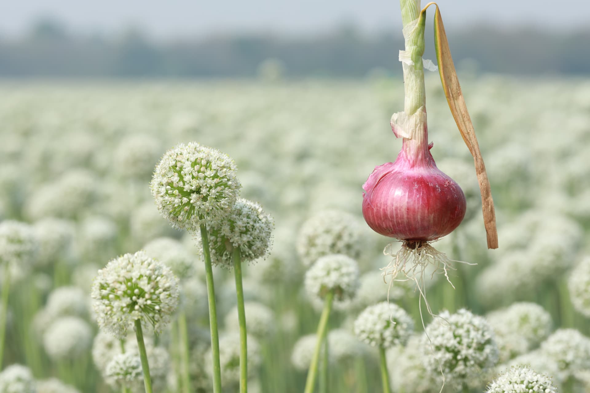 Red onion mother bulb beside white onion seed flower heads