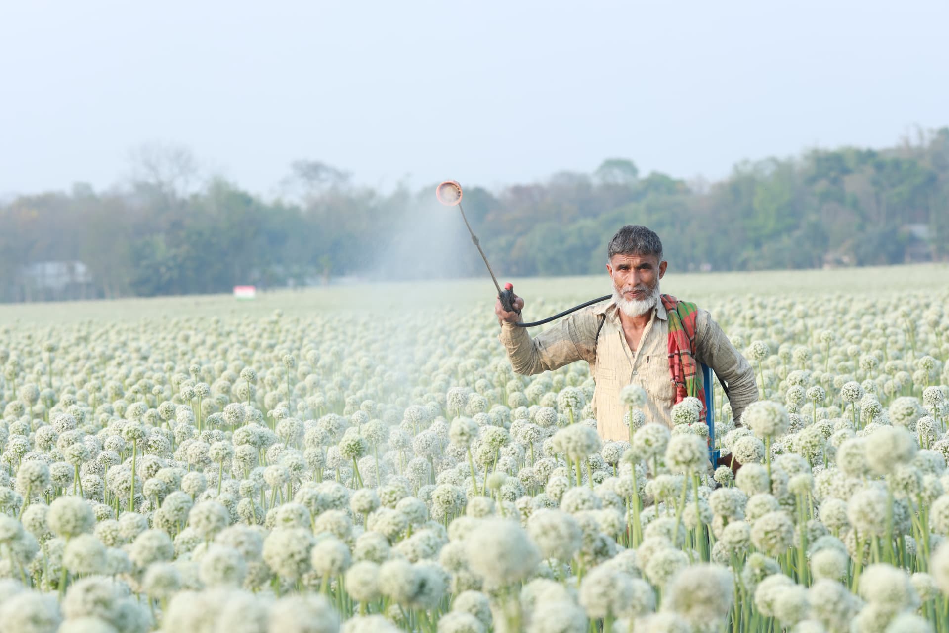 Farmer spraying the onion seed field with a backpack sprayer