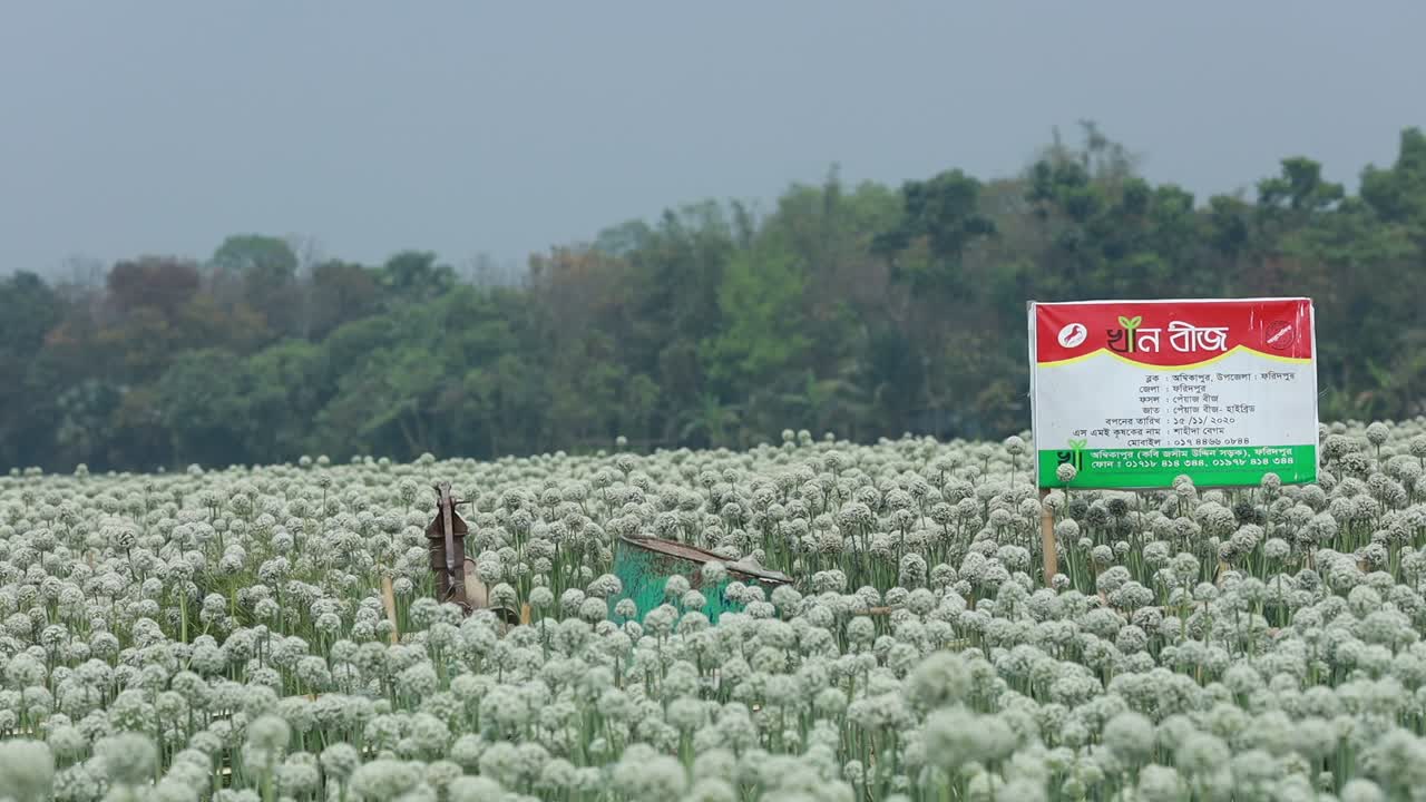 Video from our onion seed farm