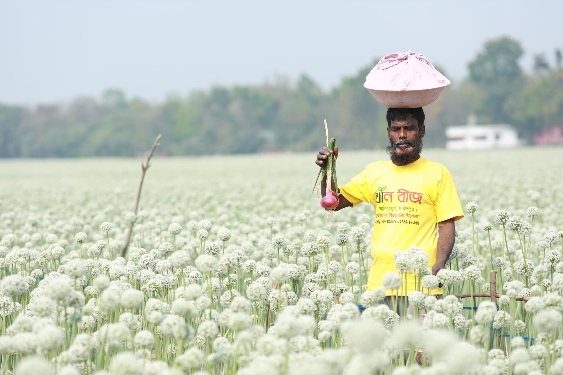 Farmer holding up a freshly pulled red onion in the blooming field