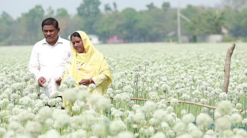 Video of the onion seed field in bloom