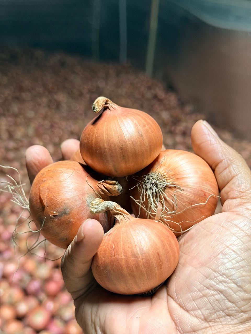 Khan Bikrom onion bulbs held in a farmer's hand
